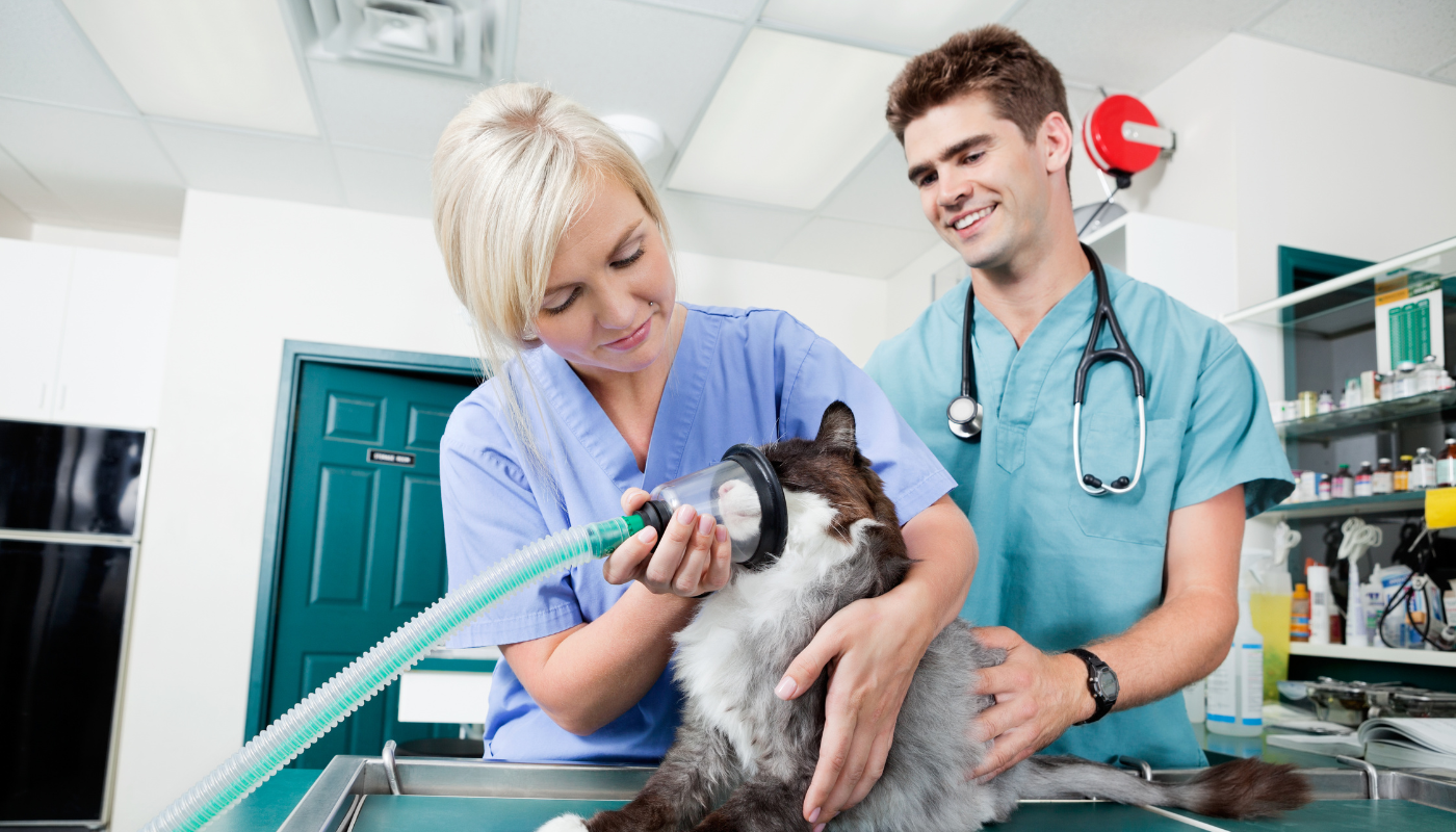 <span id="hs_cos_wrapper_name" class="hs_cos_wrapper hs_cos_wrapper_meta_field hs_cos_wrapper_type_text" style="" data-hs-cos-general-type="meta_field" data-hs-cos-type="text" >Location d’équipements vétérinaires : une solution clé pour le bien-être animal en clinique</span>